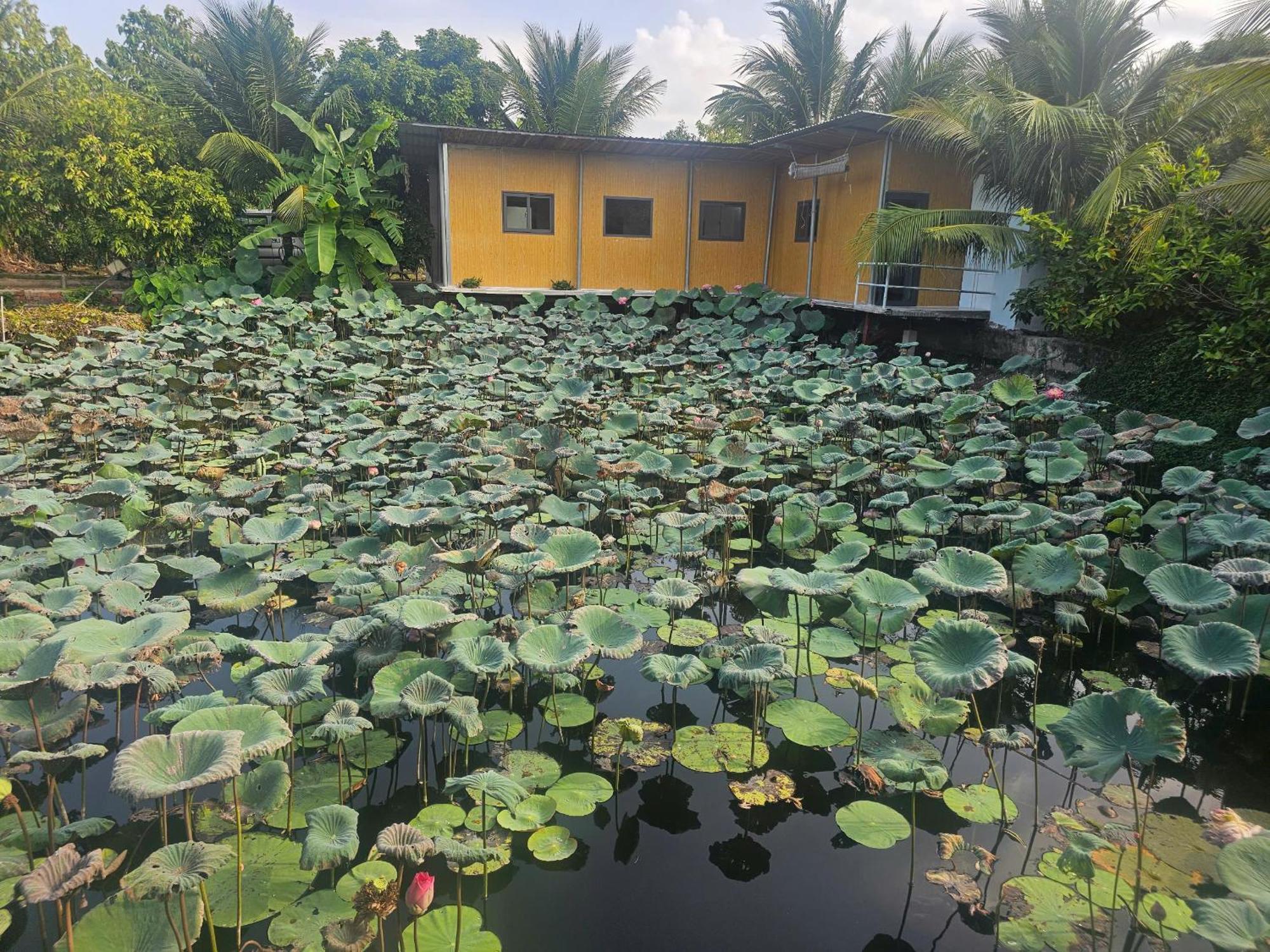 Homestay Sen & Zen Villa Vũng Tàu Eksteriør billede